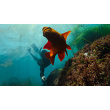 GoPro Extension Pole + Waterproof Shutter Remote bevestiging Zwart, 1,2 meter, Bluetooth