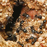 HG HGX mierenpoeder 75gr insecticide 